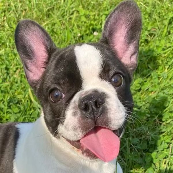 French Bulldog puppies