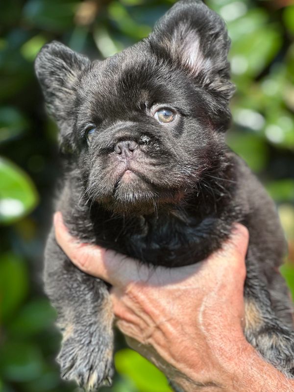 Fluffy French Bulldog puppy 