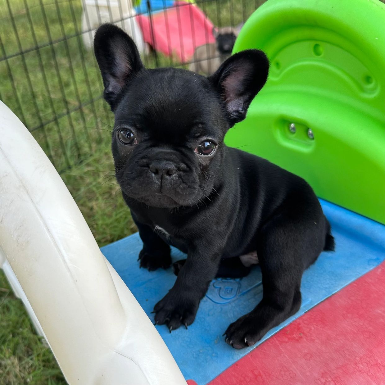 Adorable black French Bulldog puppy in New Hampshire