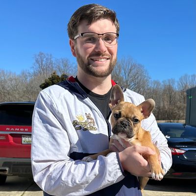 French Bulldog Breeder