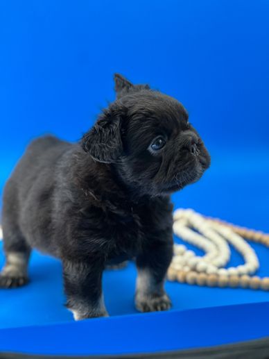 Fluffy French Bulldog puppy 