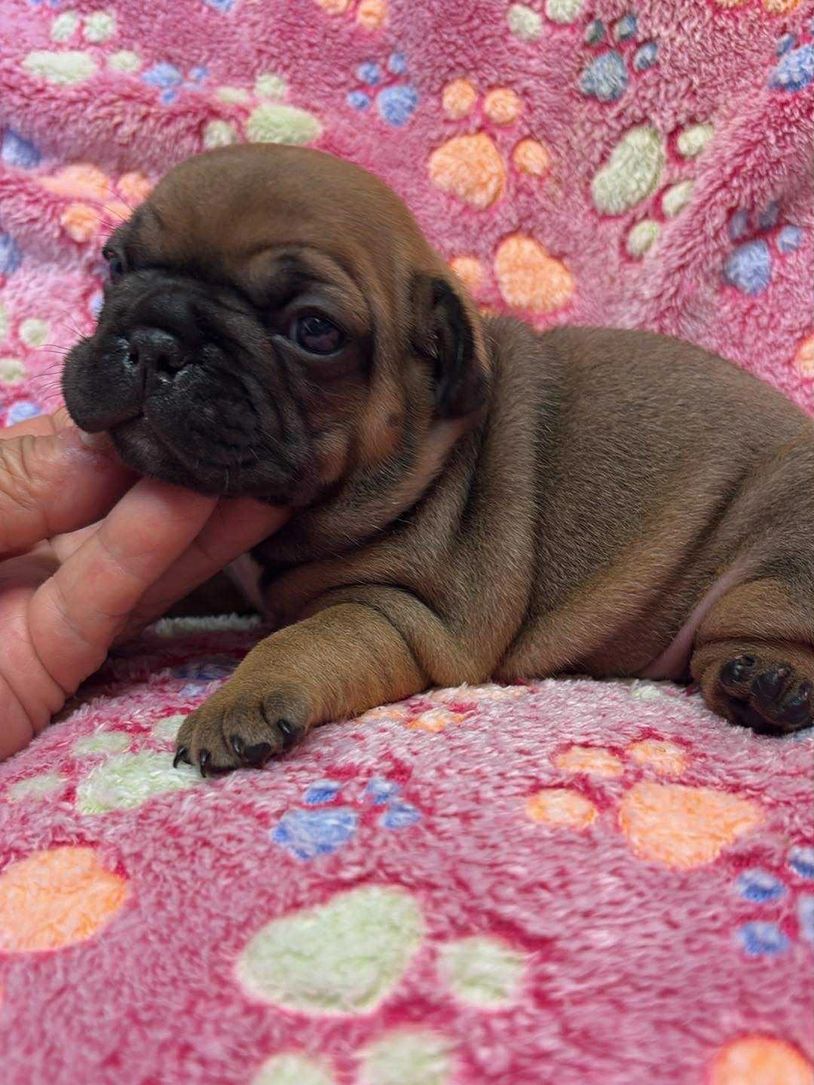 French Bulldog Puppies for sale. 