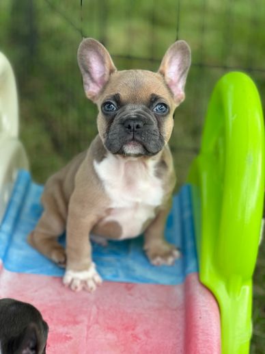 French Bulldog puppies for sale in Virginia 
