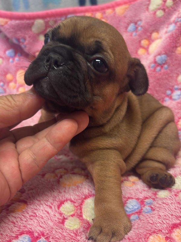 Beautiful and healthy French Bulldog Puppies for sale 