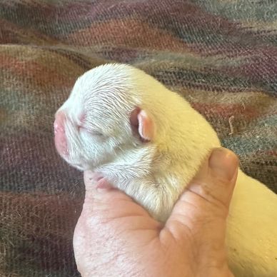 French Bulldog puppy for sale in Maryland