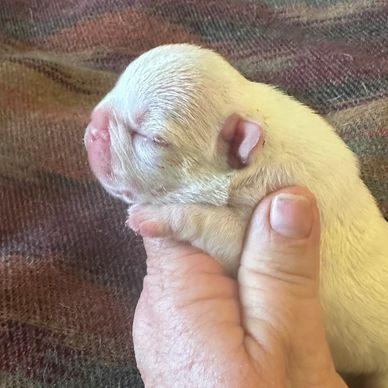 French Bulldog puppy for sale in Virginia and DC