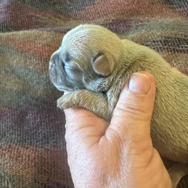 French Bulldog puppy for sale in Washington, D.C.