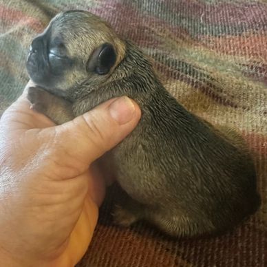 Frenchie puppy for sale in Maryland