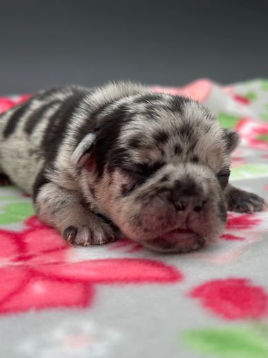 French Bulldog puppies