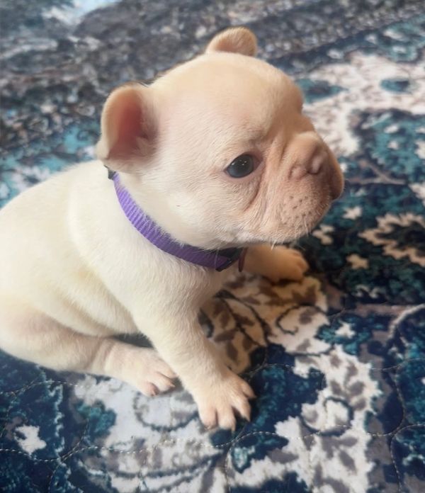 French Bulldog puppy for sale