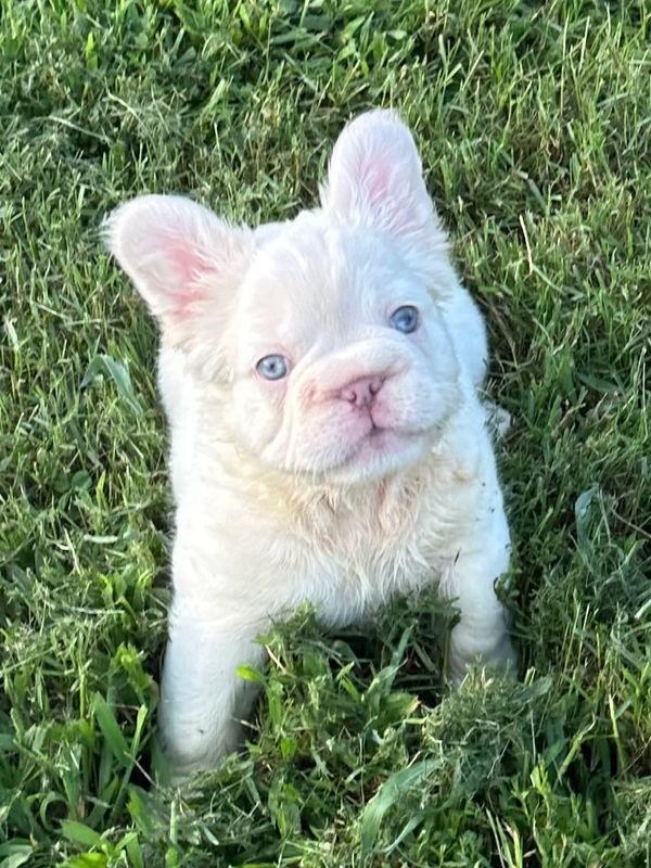 Fluffy French Bulldog puppy 