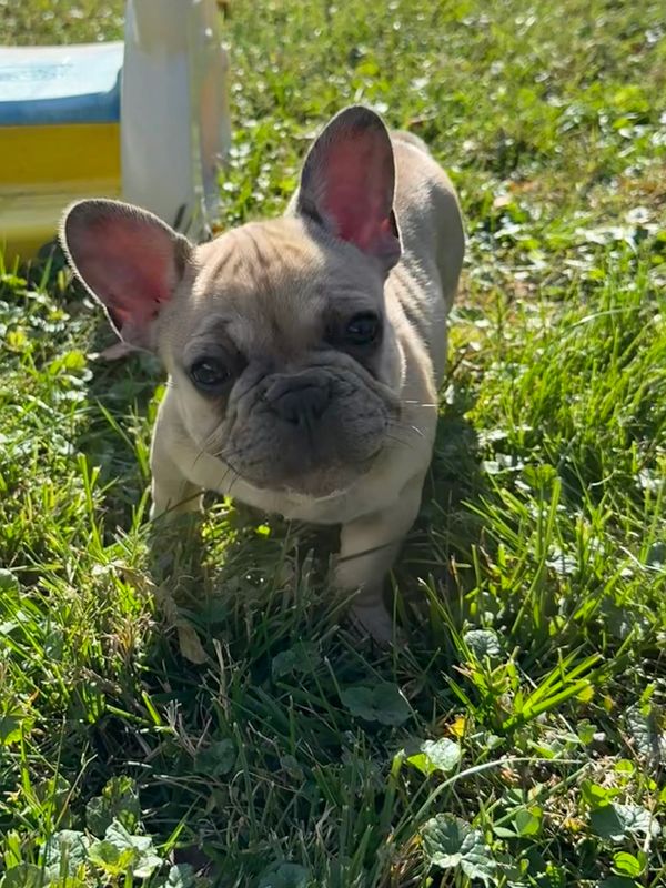 French Bulldog puppy for sale in New York