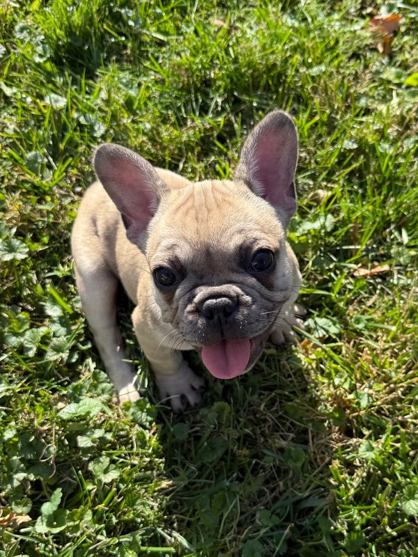 French Bulldog puppy for sale 
