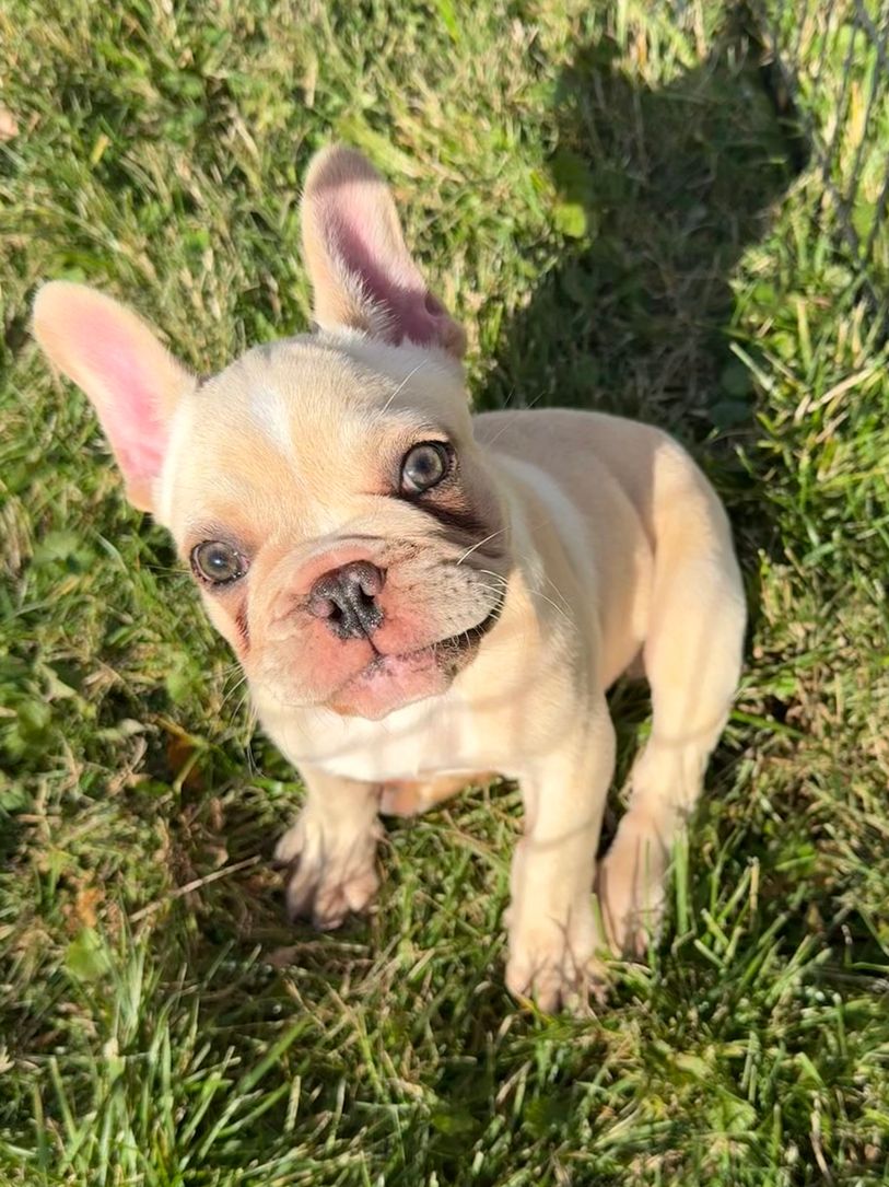 French Bulldog puppy for sale 