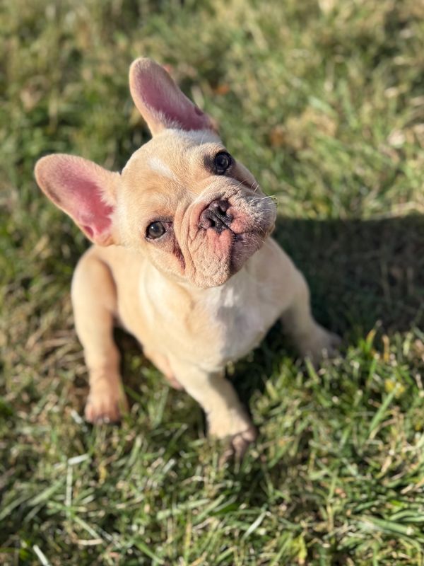 French Bulldog puppy for sale in Maryland  