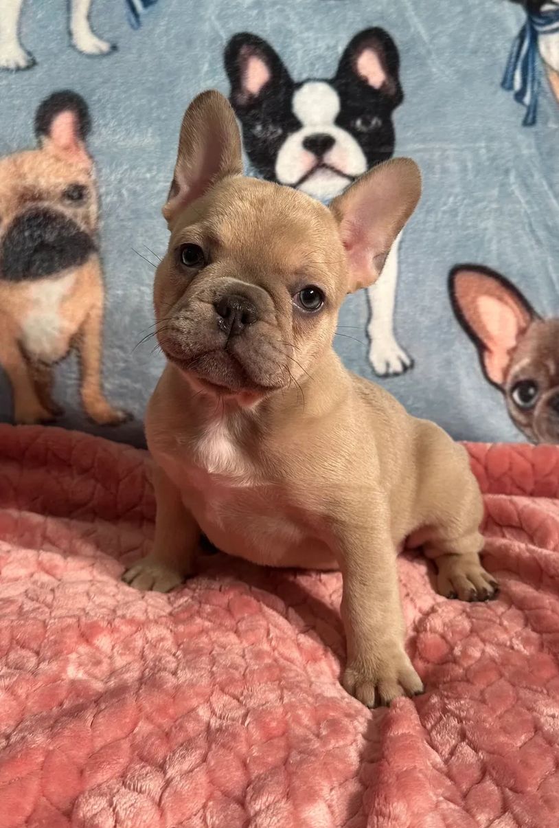 French Bulldog puppy for sale in Maryland, DC, and Virginia