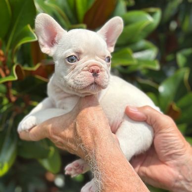 Platinum French Bulldog for sale in Maryland