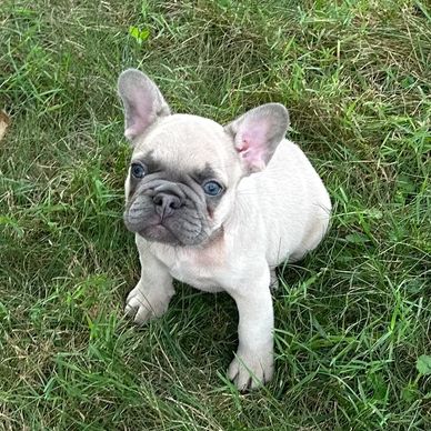 Blue fawn French Bulldog for sale 