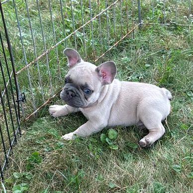 Blue fawn French Bulldog for sale  