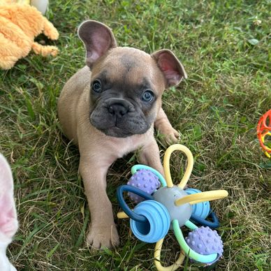 Blue fawn French Bulldog for sale in Virginia