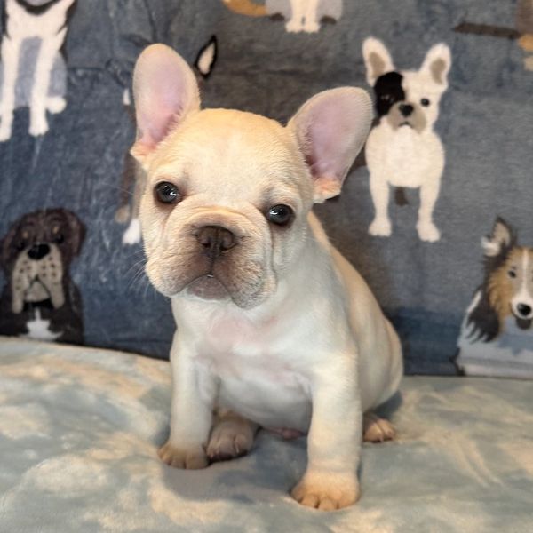 Cream French Bulldogs for sale