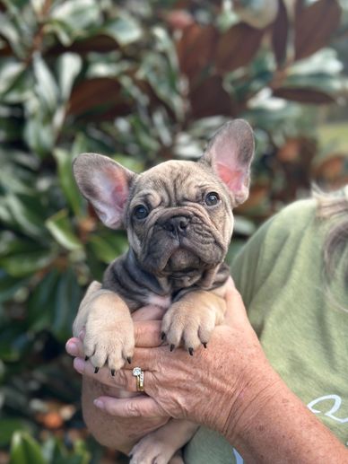 Frenchie puppy for sale