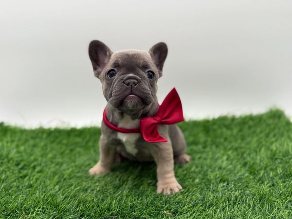 French Bulldog wearing a cute red bowtie