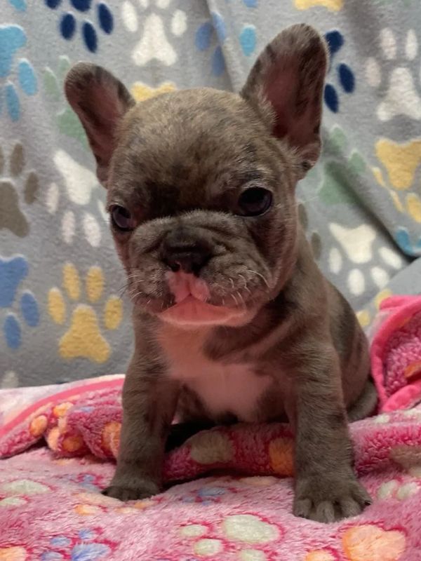 French Bulldog puppy 