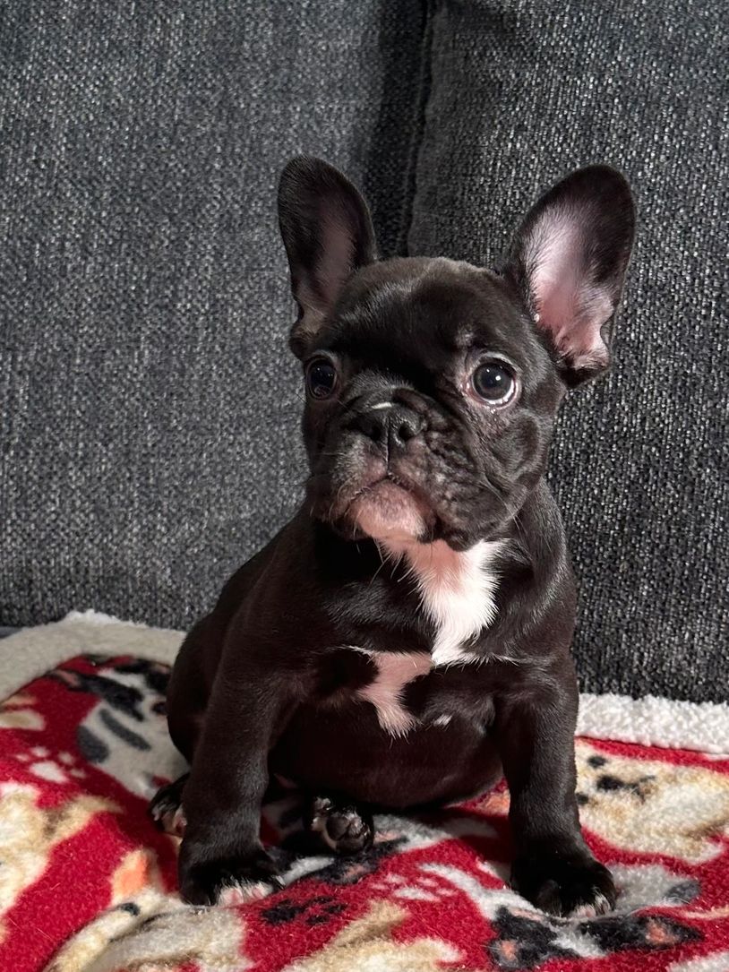 French Bulldog puppy for sale 