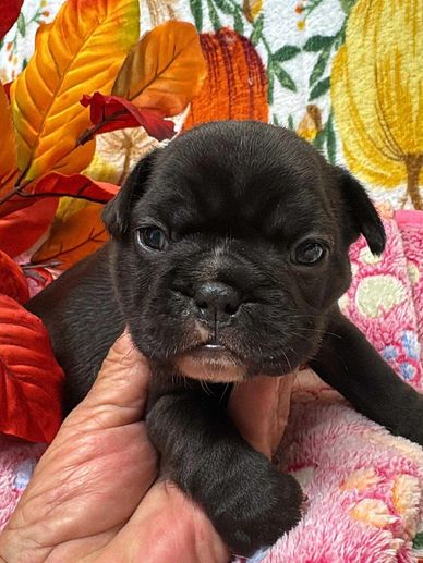 French Bulldog puppy for sale in Maryland and Virginia 