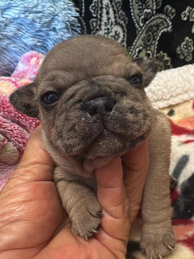 French Bulldog puppy for sale