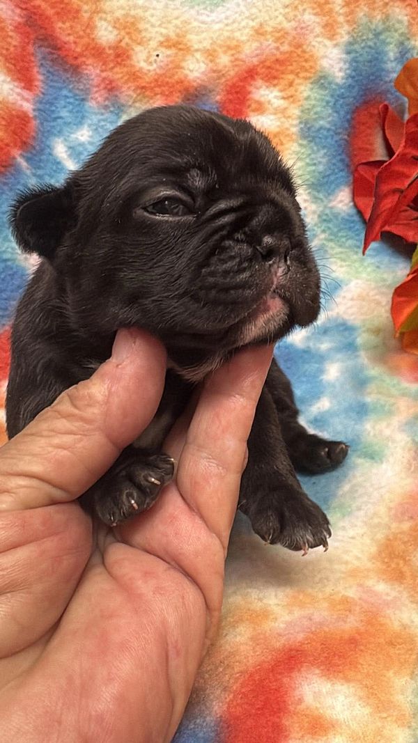 French Bulldog puppy for sale in Virginia 