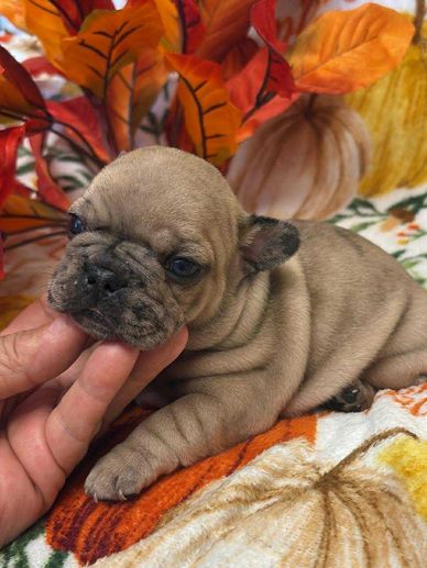 French Bulldog puppy for sale in Virginia 