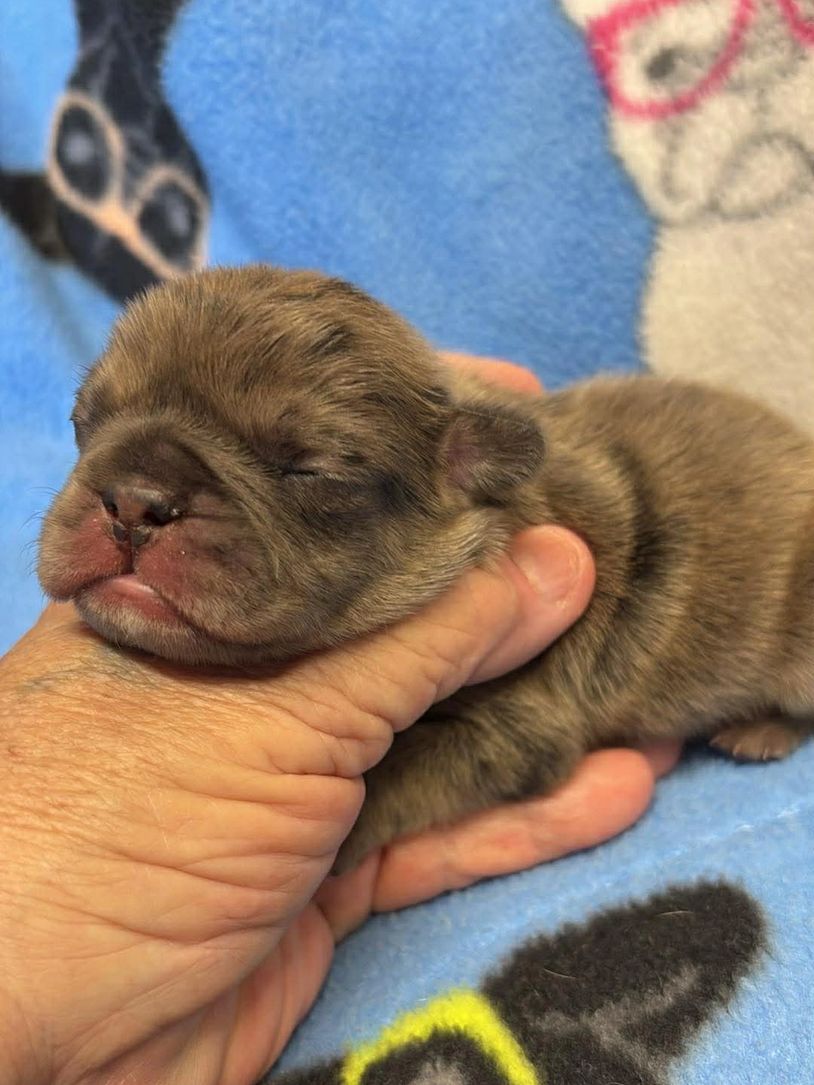 French Bulldog puppy for sale in Maryland 