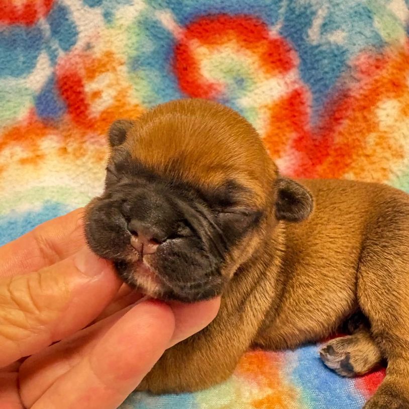 Red fawn French Bulldog puppy for sale in Virginia 