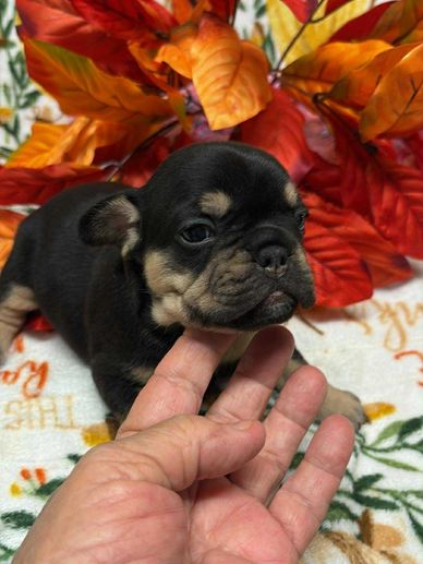 Frenchie puppy for sale in DC