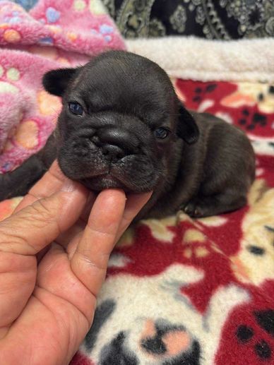 French Bulldog puppy for sale 