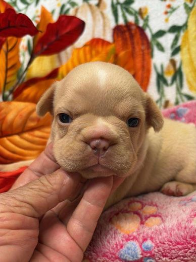French Bulldog puppy for sale near me