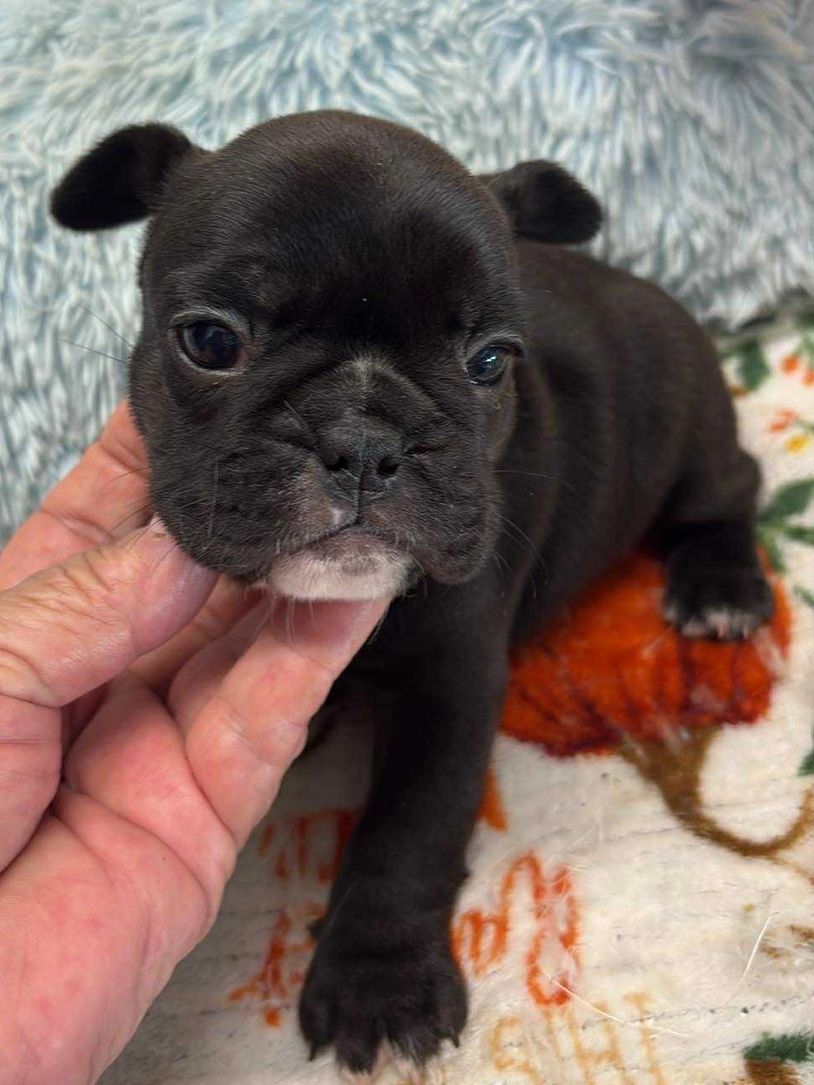 French Bulldog puppy for sale in Maryland and Virginia  
