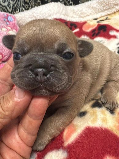 French Bulldog puppy for sale in Maryland 