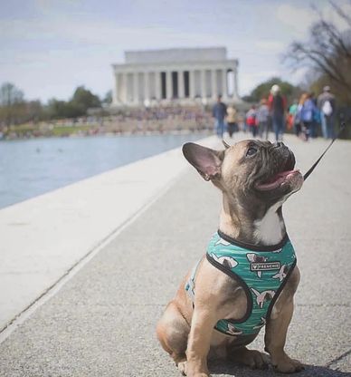 A French Bulldog sitting by the water near a monument, wearing a blue harness.