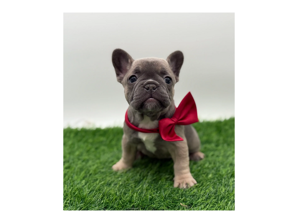 French Bulldog wearing a cute red bowtie