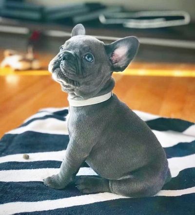 Frenchies for sale in Virginia