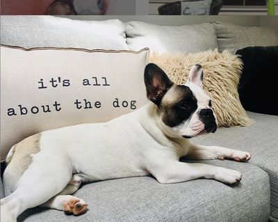 French Bulldog puppies for sale in Pennsylvania