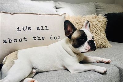 Frenchie for sale in Washington, DC