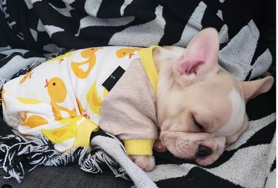 FRENCH BULLDOG PUPPIES FOR sale in nj