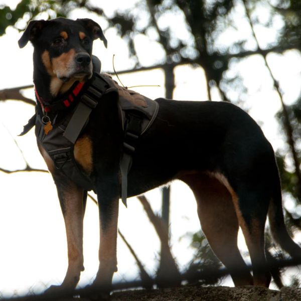 Meet the Amazing dog at Purgatory Pet Refuge
