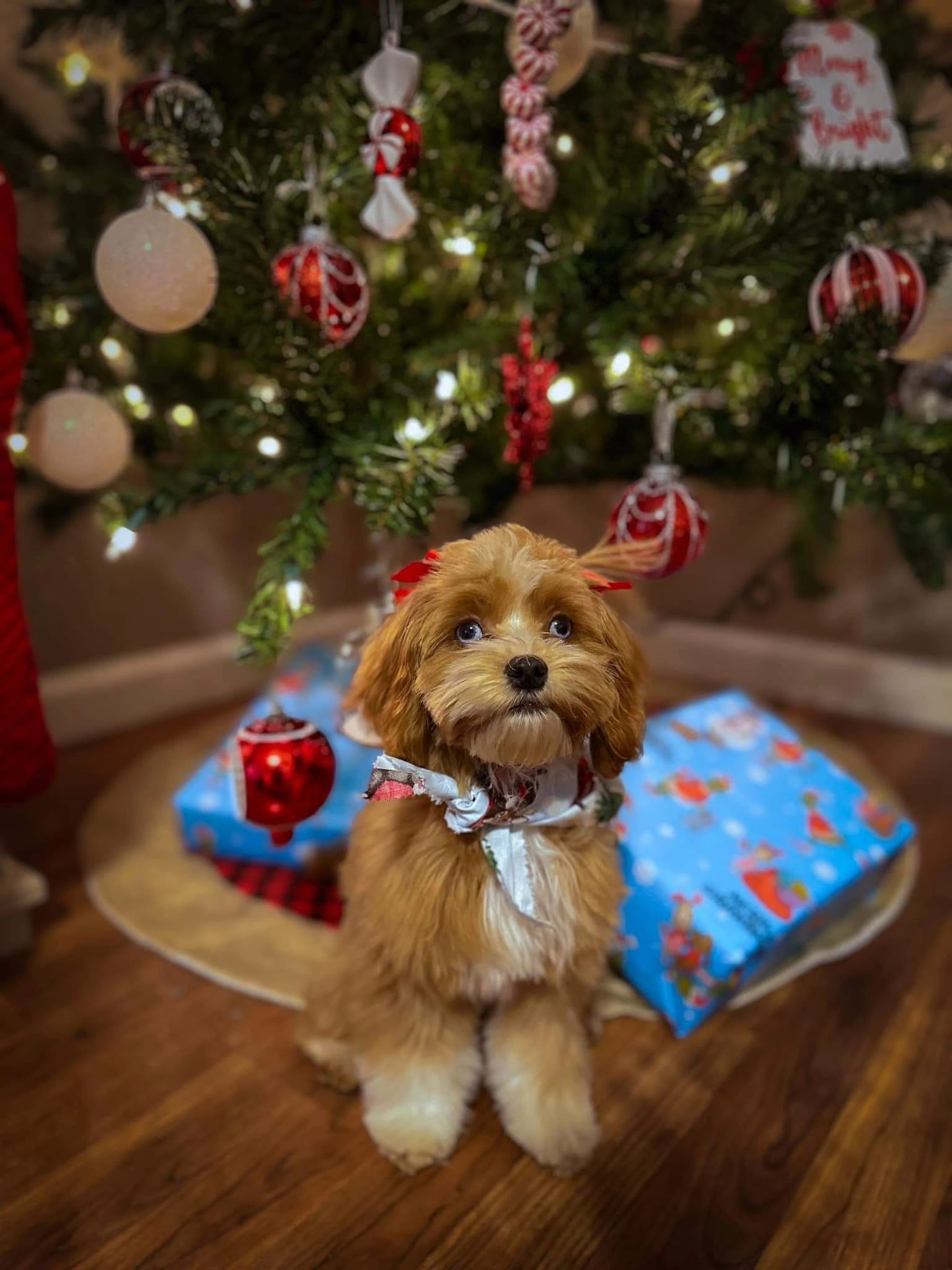 Hilltop Doodles Goldendoodle Breeder Somerset Kentucky   1000021862 