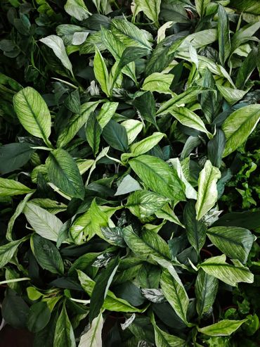 Sapthiphyllum variegated 