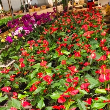 Red Anthurium / Flamingo Flower (Anthurium andraeanum)